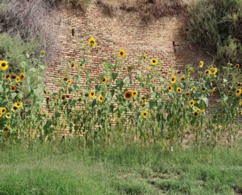 Linea Gialla Pisticci17